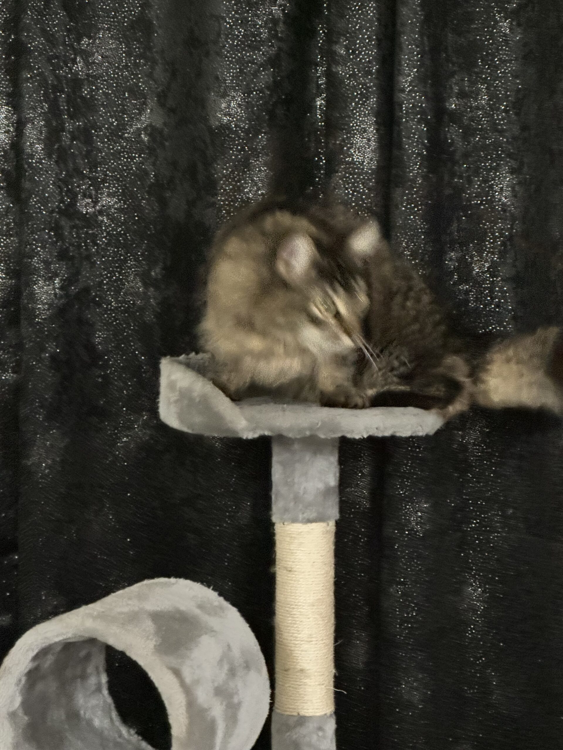Catblunter